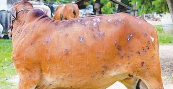 Lumpy Skin disease of animals