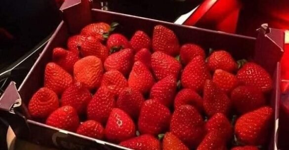 Strawberry supply booms in markets during spring season