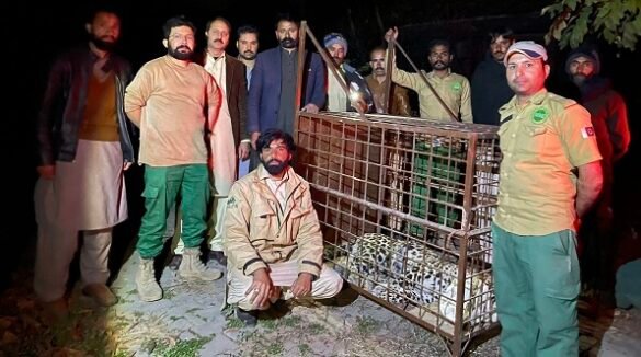 Leopard jumps into housing society in Islamabad