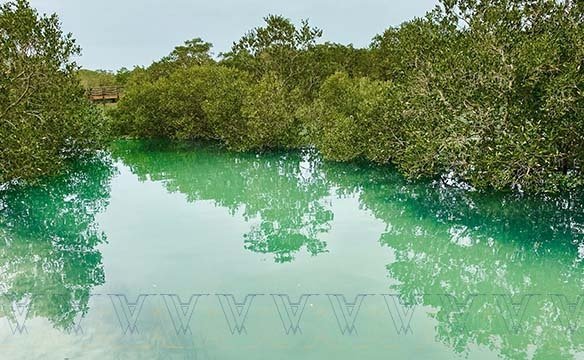 Canoe Eastern Mangroves of Abu Dhabi 