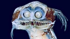 deep sea fish