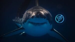 internet slowdown Pakistan