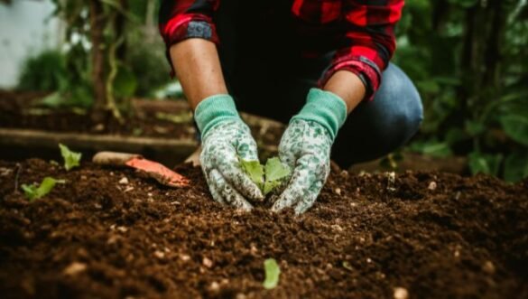 pine trees islamabad