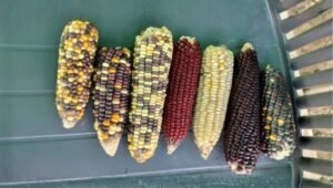 multicoloured corn