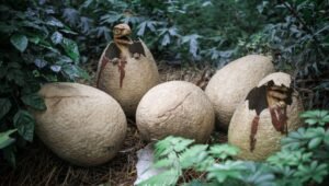 72 million year old dinosaur eggs