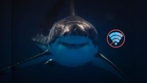 Pakistan internet disruption