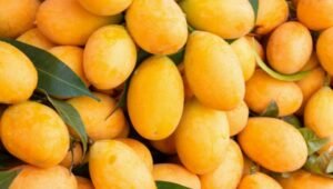 mango exports pakistan 2026