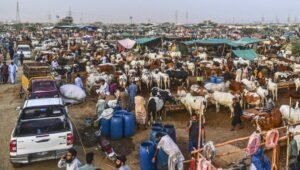 eid ul adha hides collection