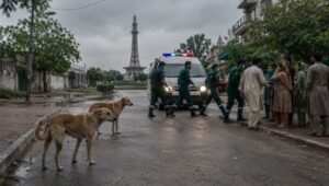 stray dog bite lahore